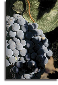 Malbec Grapes