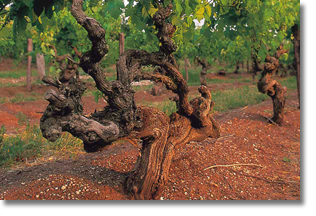 Old Grenache Vines