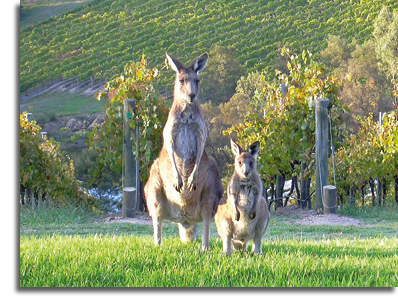 kangaroos in vineyard